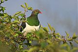 New Zealand Pigeon